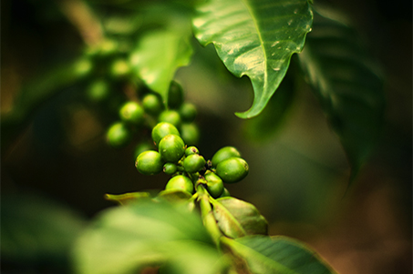 Café Marumba Prodia Plus